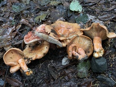 Lactarius aestivus