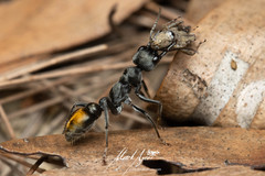 Myrmecia gilberti