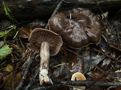 Cortinarius cisqhale