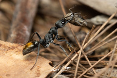 Myrmecia gilberti