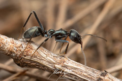 Iridomyrmex mayri