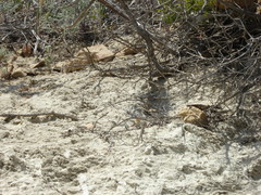 Aspidoscelis hyperythrus beldingi