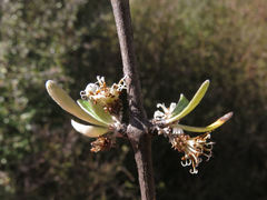 Olearia odorata