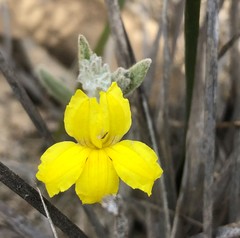 Goodenia robusta