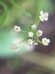 Apium prostratum prostratum