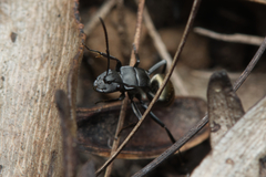 Polyrhachis tubifera