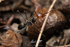 Iridomyrmex rubriceps