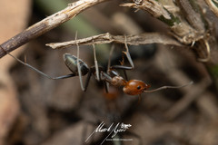 Iridomyrmex rubriceps