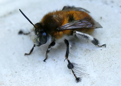 Anthophora