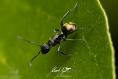 Polyrhachis mjobergi
