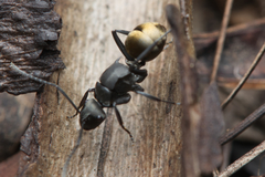 Polyrhachis tubifera