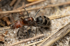 Iridomyrmex rubriceps