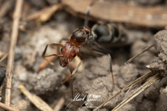Iridomyrmex rubriceps