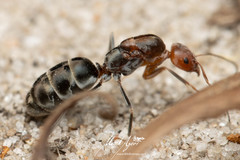 Iridomyrmex rubriceps