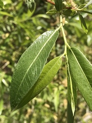 Salix lutea
