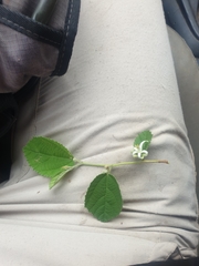 Grewia latifolia
