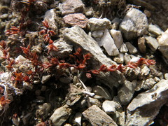 Crassula multicaulis