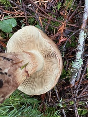 Cortinarius superbus