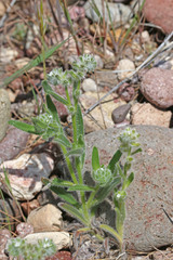 Cryptantha crassisepala elachantha