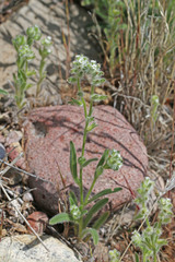Cryptantha crassisepala elachantha