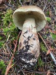 Cortinarius superbus