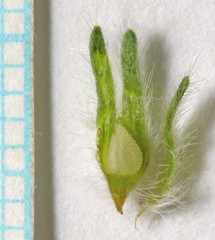 Cryptantha crassisepala elachantha