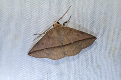 Ugia purpurea
