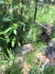 Carex stevenii