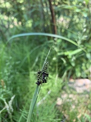 Carex stevenii