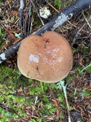 Cortinarius superbus
