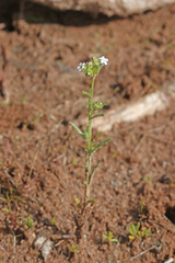 Cryptantha pterocarya pterocarya