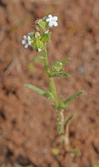 Cryptantha pterocarya pterocarya