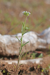 Cryptantha pterocarya pterocarya