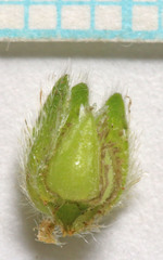 Cryptantha pterocarya pterocarya