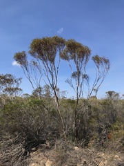 Eucalyptus austrina