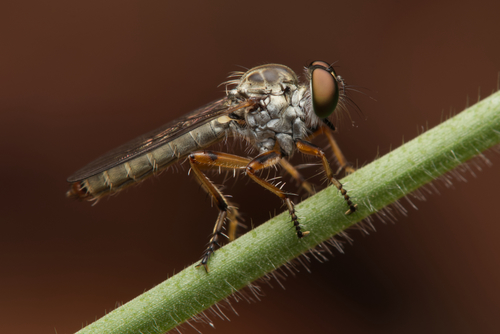 Ommatius flavicaudus