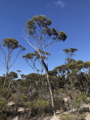 Eucalyptus connexa