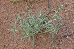 Cryptantha decipiens