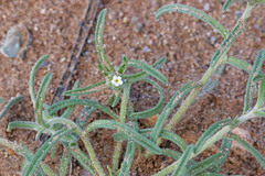 Cryptantha decipiens