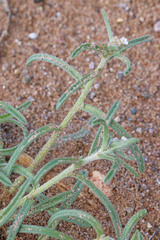 Cryptantha decipiens