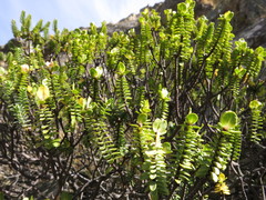 Pimelea traversii