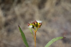 Eucalyptus dissimulata dissimulata