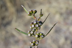 Eucalyptus dissimulata dissimulata