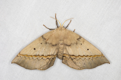 Anthela varia