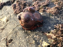 Crepidula norrisiarum