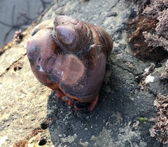 Crepidula norrisiarum