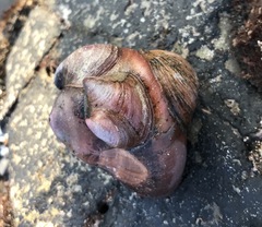 Crepidula norrisiarum