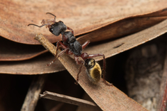 Myrmecia chrysogaster