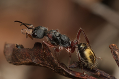 Myrmecia chrysogaster