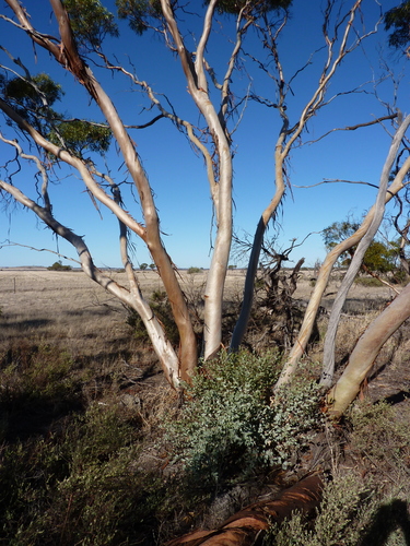 Eucalyptus ecdysiastes 2